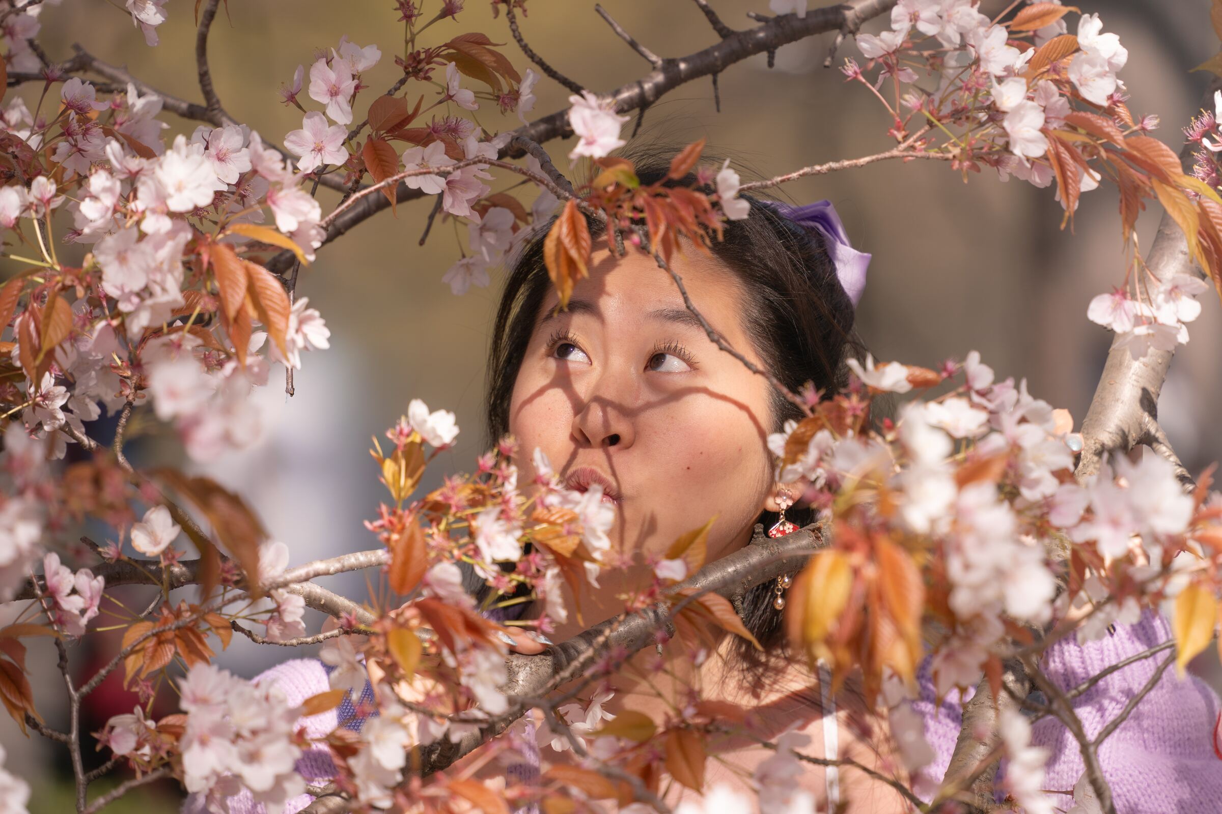 Face through cherry blossom branches, dappled light